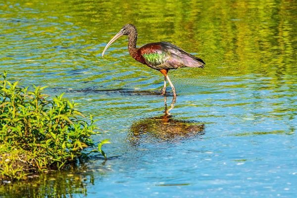 Friel, Bernard 아티스트의 USA-Florida-Sarasota-Myakka River State Park-Wading Bird-Feeding-Glossy Ibis작품입니다.